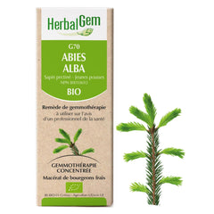 Abies alba - G70 - sapin pectiné