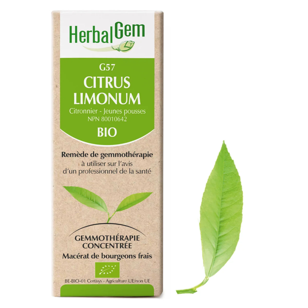 Citrus limonum - G57 - citronnier