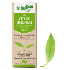 Citrus limonum - G57 - citronnier