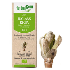 Juglans Regia - G75 - noyer