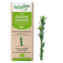 Sequoia gigantea - G46 - séquoia