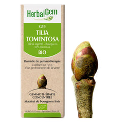 Tilia tomentosa - G59 - Tilleul