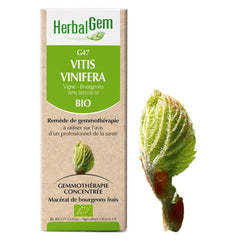 Vitis vinifera - G47 - vigne