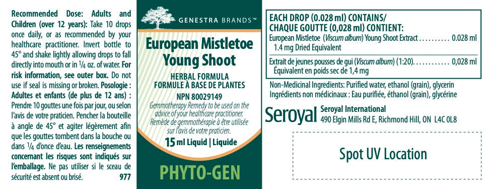 European Mistletoe Young Shoot